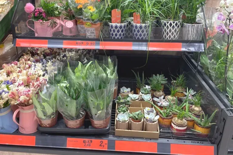 Lidl : voici cette semaine les plantes et fleurs à ne pas manquer