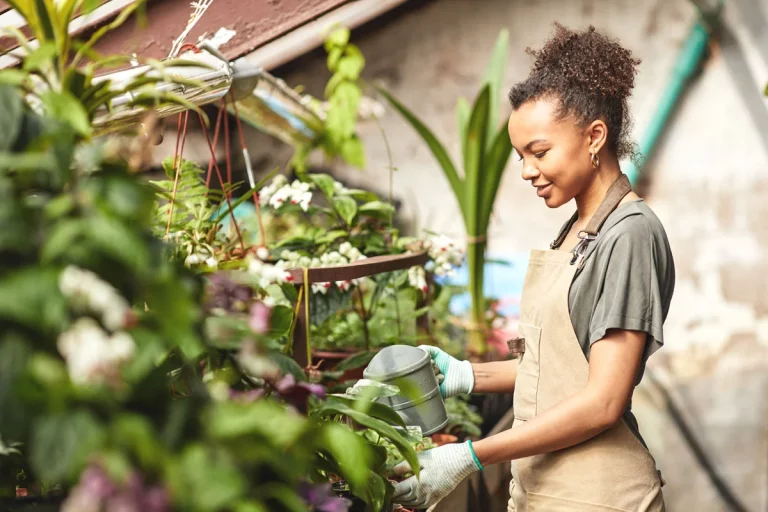 Soigner vos plantes après une canicule : voici les bons gestes à connaitre