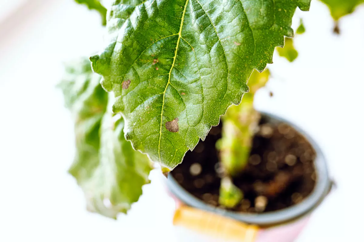 Des mystérieuses taches noires sur les feuilles de votre jardin ?