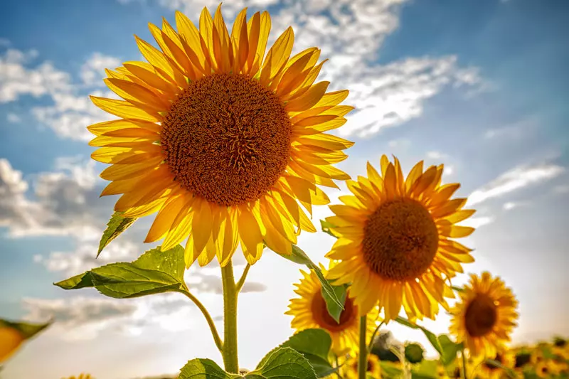 D'où provient le tournesol ?