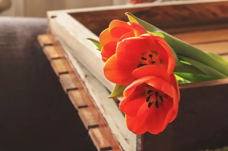 La tulipe est une fleur emblématique