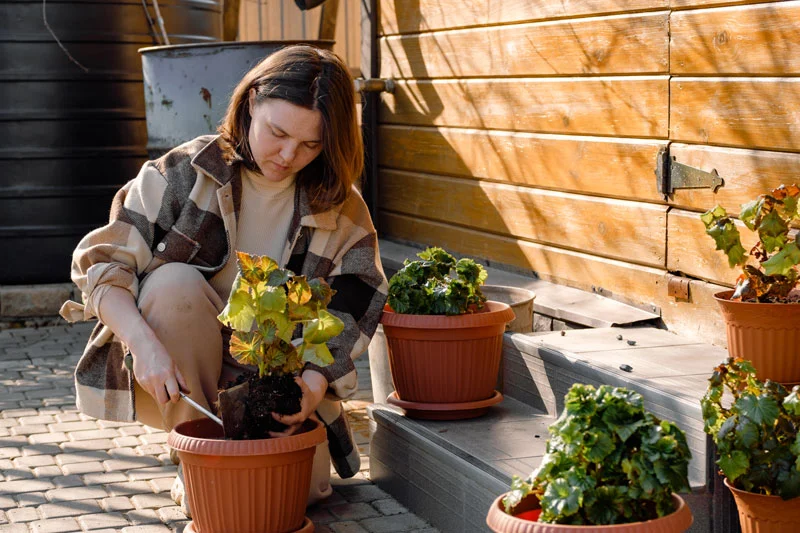 Les bégonias : des fleurs parfaites pour votre balcon