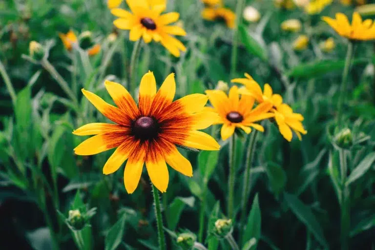 Rudbeckia à planter au jardin