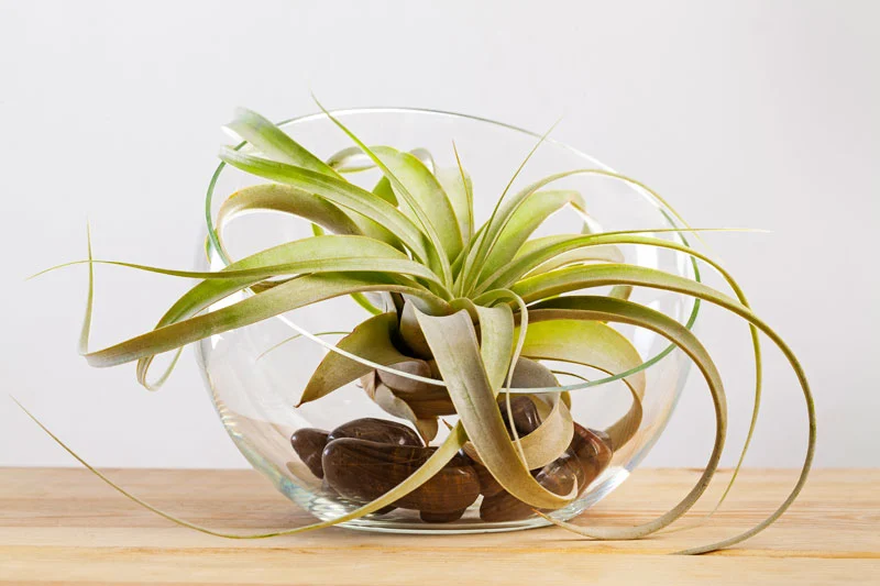 Tillandsia en terrarium