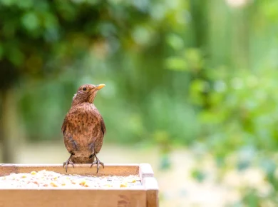 En automne : comment attirer les oiseaux dans votre jardin ?