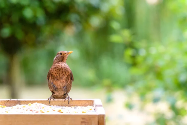 En automne : comment attirer les oiseaux dans votre jardin ?