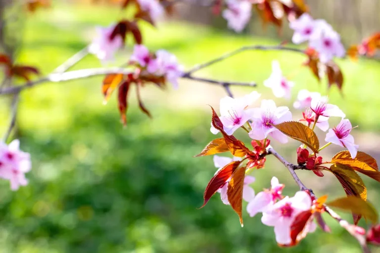 Découvrez 5 arbres extraordinaires à ajouter à votre jardin en octobre