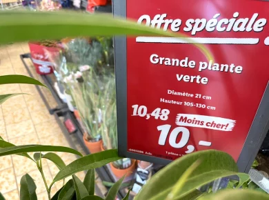 Chez Lidl : voici les offres imbattables plantes et fleurs d'automne
