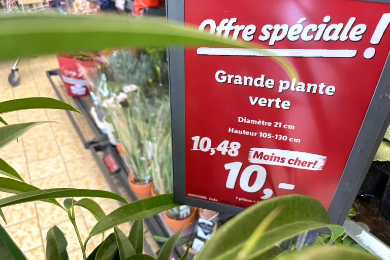 Chez Lidl : voici les offres imbattables plantes et fleurs d'automne