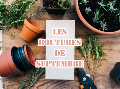 Réussissez vos boutures de septembre avec vos plantes du jardin