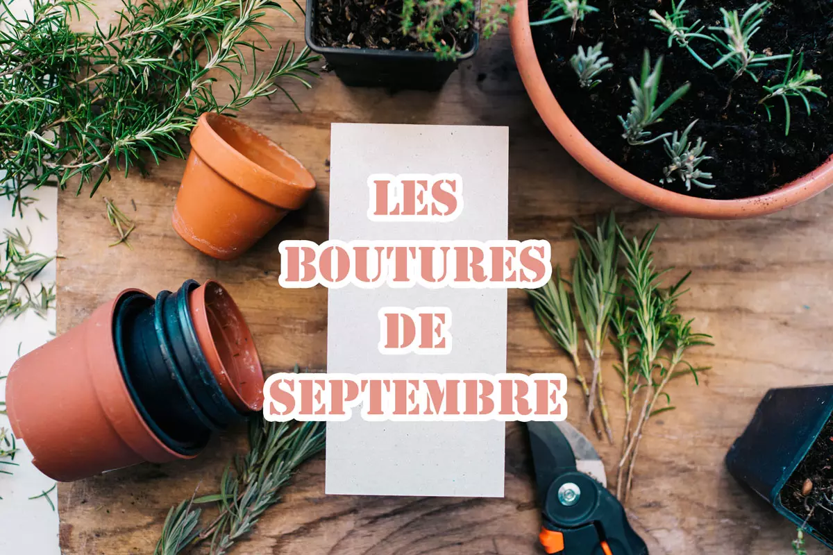 Réussissez vos boutures de septembre avec vos plantes du jardin