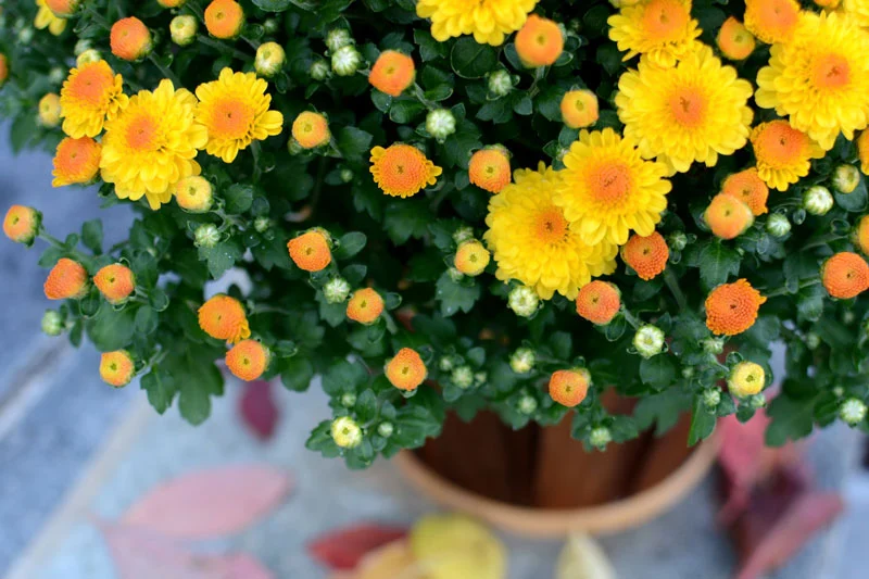 La beauté éclatante des chrysanthèmes