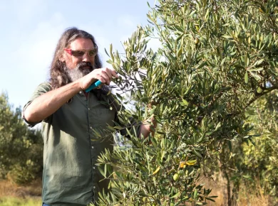 Découvrez comment tailler parfaitement votre olivier après la récolte