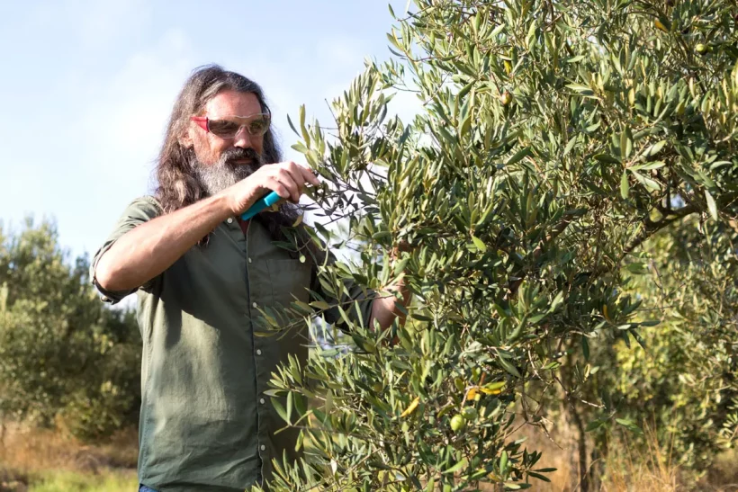 Découvrez comment tailler parfaitement votre olivier après la récolte