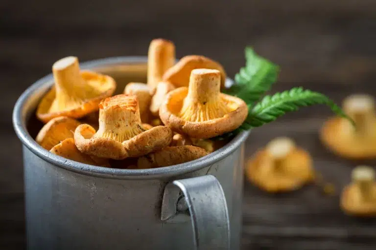 Cuisinez malin avec ces 5 légumes de septembre : nos idées gourmandes et originales