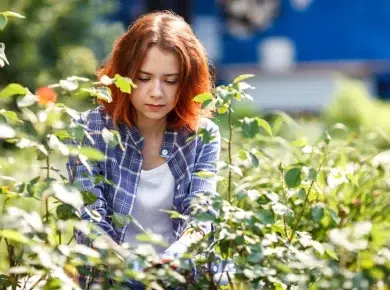 Entretenir vos rosiers en septembre : 5 étapes incontournables