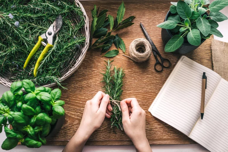 Découvrez comment faire sécher vos plantes aromatiques du jardin