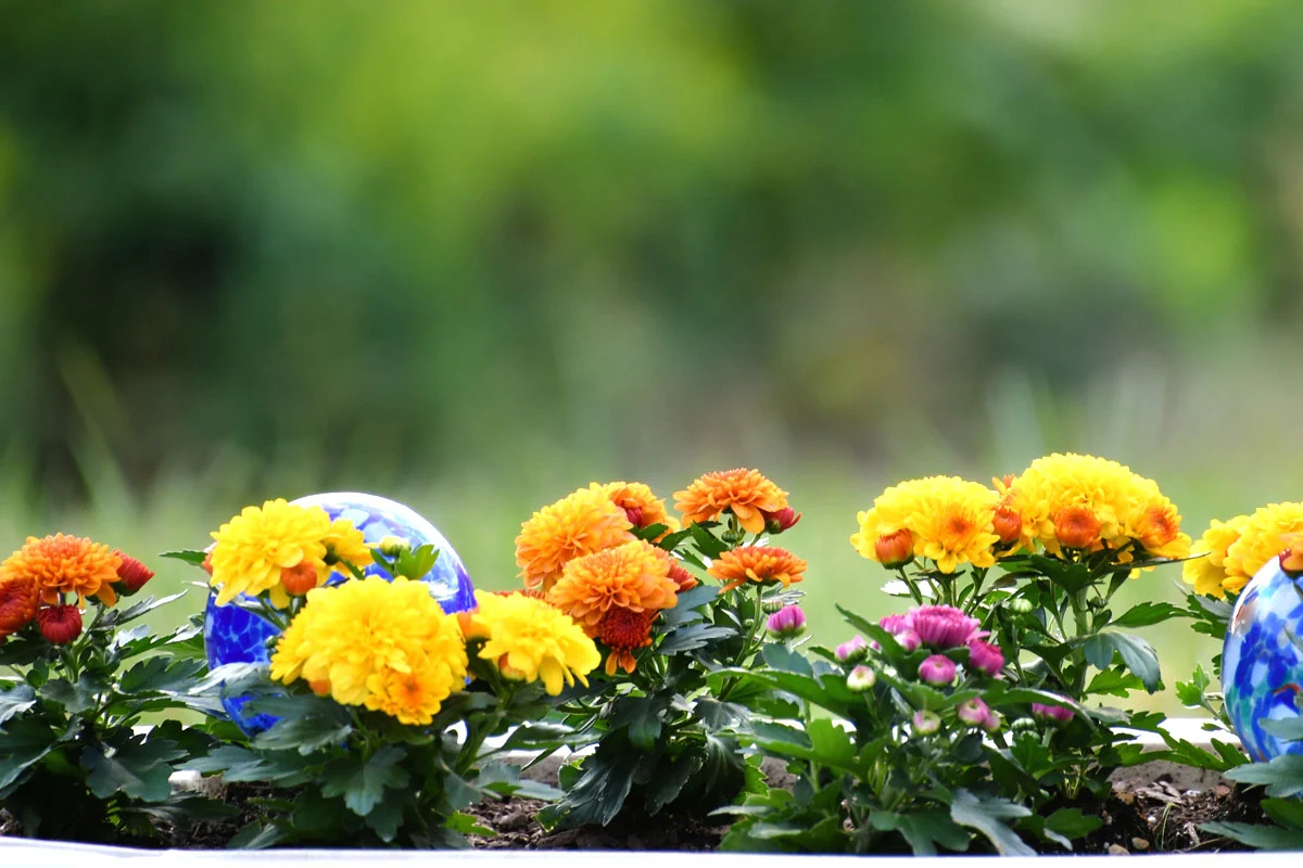 Découvrez les fleurs à planter en septembre pour un jardin automnal coloré
