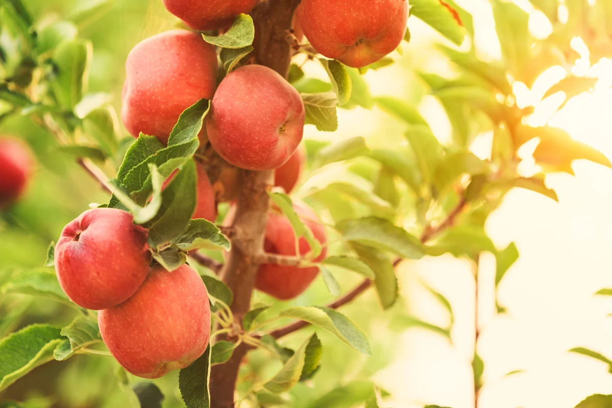 3 arbres fruitiers stars de votre automne à planter dans votre jardin