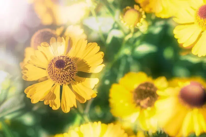 helenium