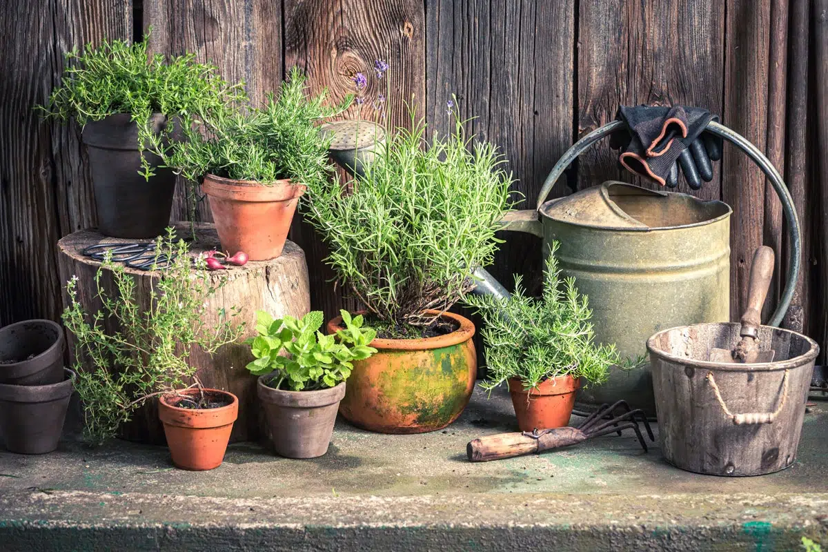 Septembre : le mois idéal pour ajouter ces herbes aromatiques à votre jardin