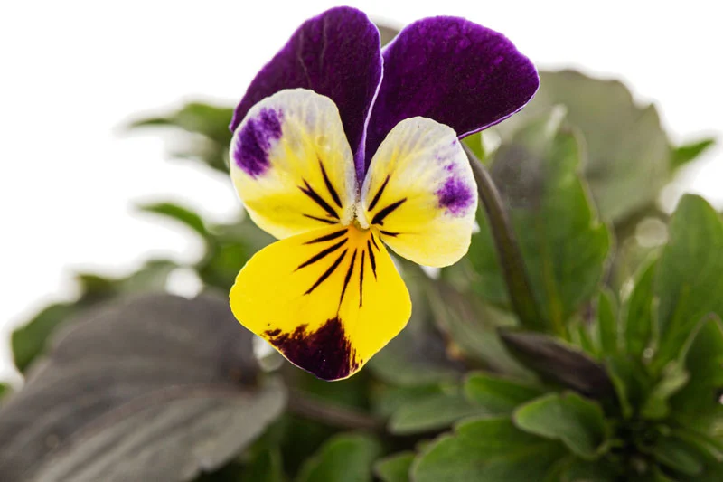 Pensées et Viola Cornuta chez Lidl