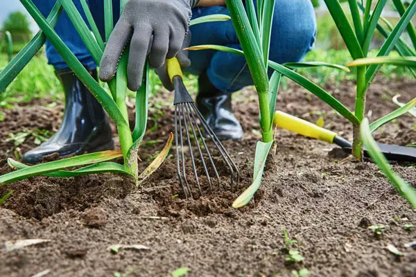 Les légumes à planter et récolter en octobre : le guide pratique