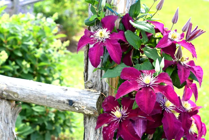 Transformez votre jardin en plantant la clématite en septembre
