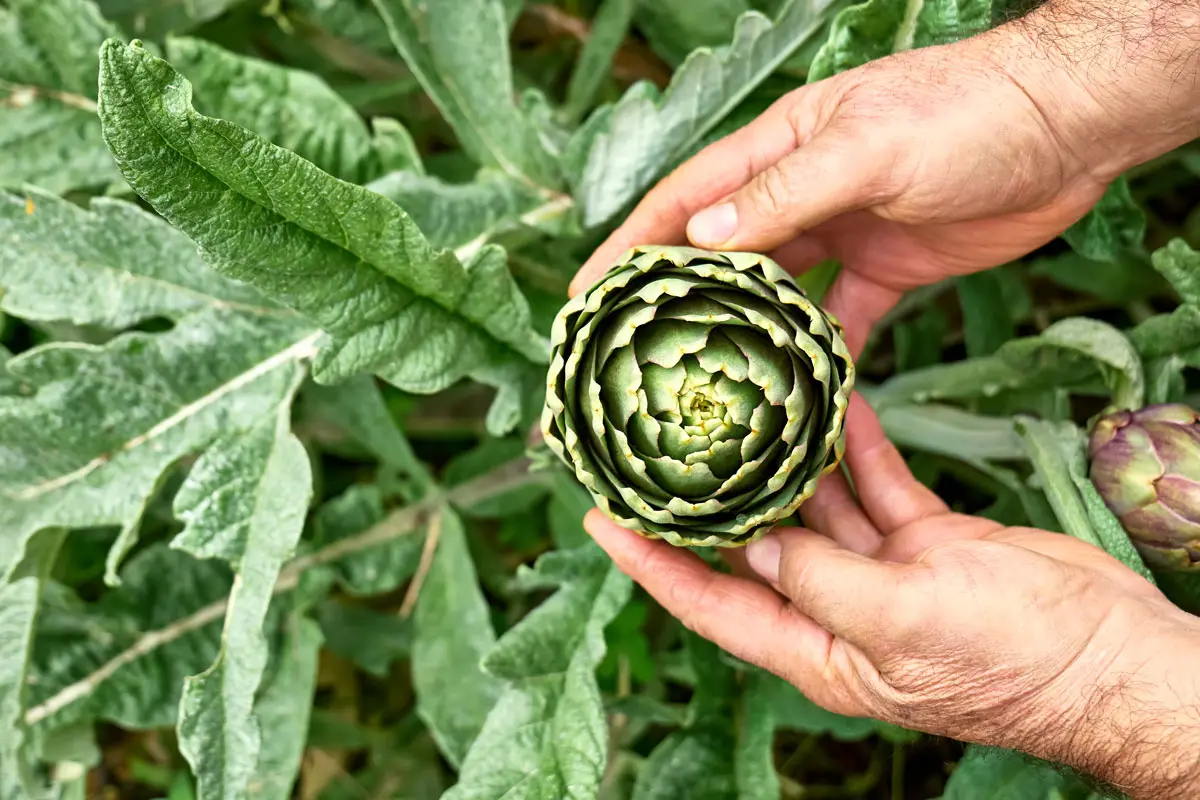 Potager durable : 7 légumes éternels à cultiver pour débuter