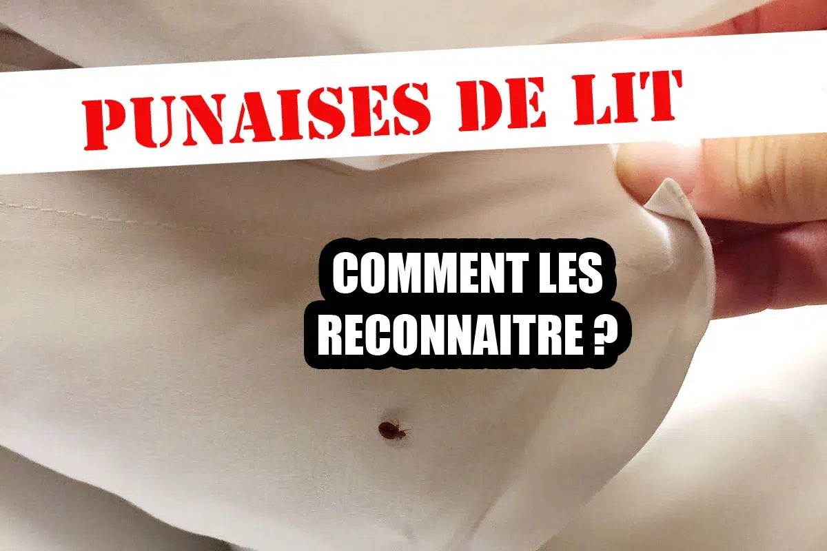 Punaises de lit : voici comment les reconnaitre et s'en débarrasser