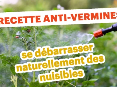 Adieu pucerons, punaises et cochenilles : la solution naturelle qui fonctionne