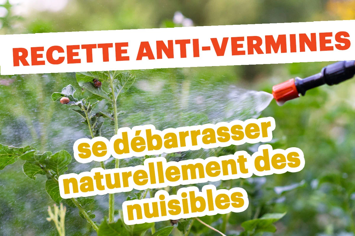 Adieu pucerons, punaises et cochenilles : la solution naturelle qui fonctionne