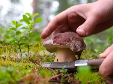 5 champignons à connaître absolument avant de partir en cueillette en forêt