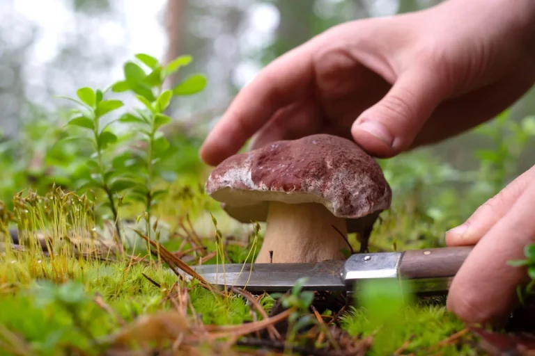 5 champignons à connaître absolument avant de partir en cueillette en forêt