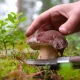5 champignons à connaître absolument avant de partir en cueillette en forêt