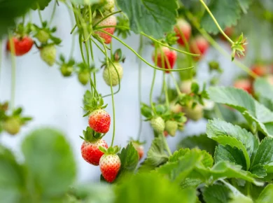 Découvrez comment bien réussir la plantation de vos fraisiers en septembre