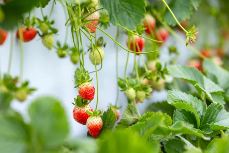 Découvrez comment bien réussir la plantation de vos fraisiers en septembre
