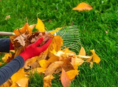Ne jetez plus vos feuilles de jardin : mes astuces ingénieuses et pratiques