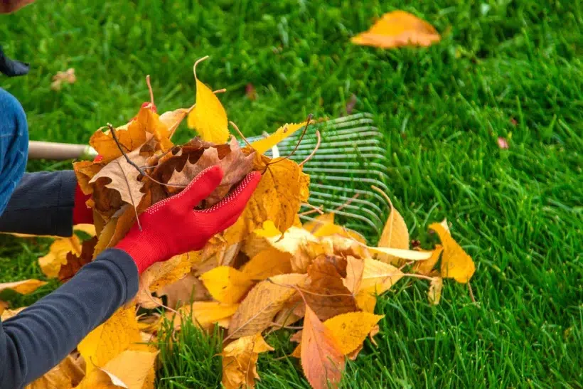 Ne jetez plus vos feuilles de jardin : mes astuces ingénieuses et pratiques