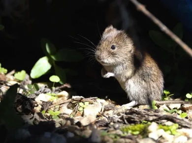 Comment protéger votre jardin des nuisibles en octobre ?