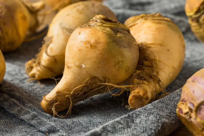 Le rutabaga : un légume d'automne négligé mais puissant