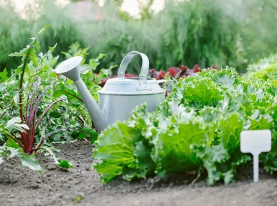 Cultivez des salades tout au long de l'année grâce à ces variétés résistantes au froid