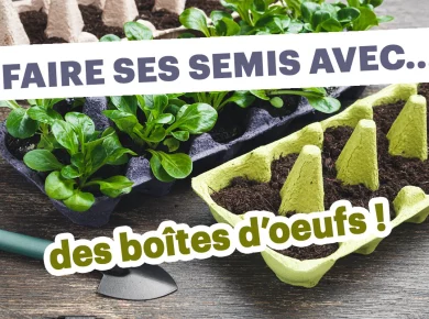 Découvrez l'astuce étonnante pour transformer vos boîtes d'œufs en pots de semis