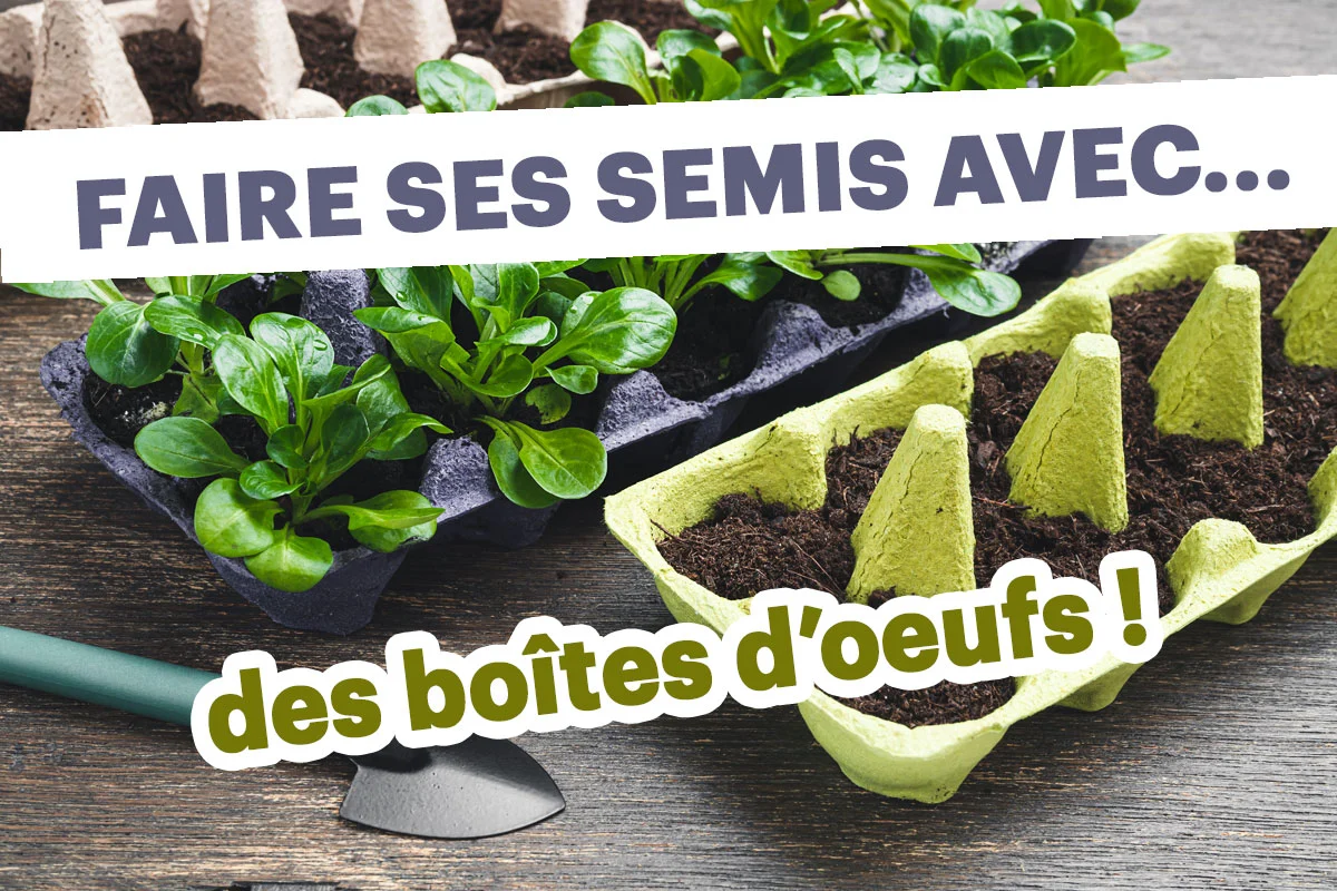 Découvrez l'astuce étonnante pour transformer vos boîtes d'œufs en pots de semis