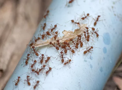 Adieu fourmis ! Découvrez 5 produits naturels pour les éliminer chez vous