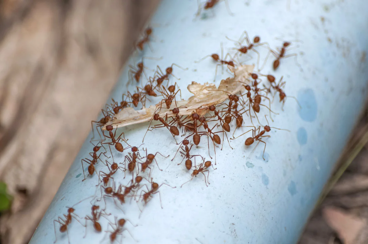 Adieu fourmis ! Découvrez 5 produits naturels pour les éliminer chez vous