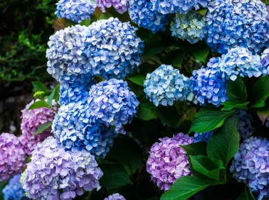 Ne faites pas l'erreur de tailler ces espèces d'hortensias ce mois-ci