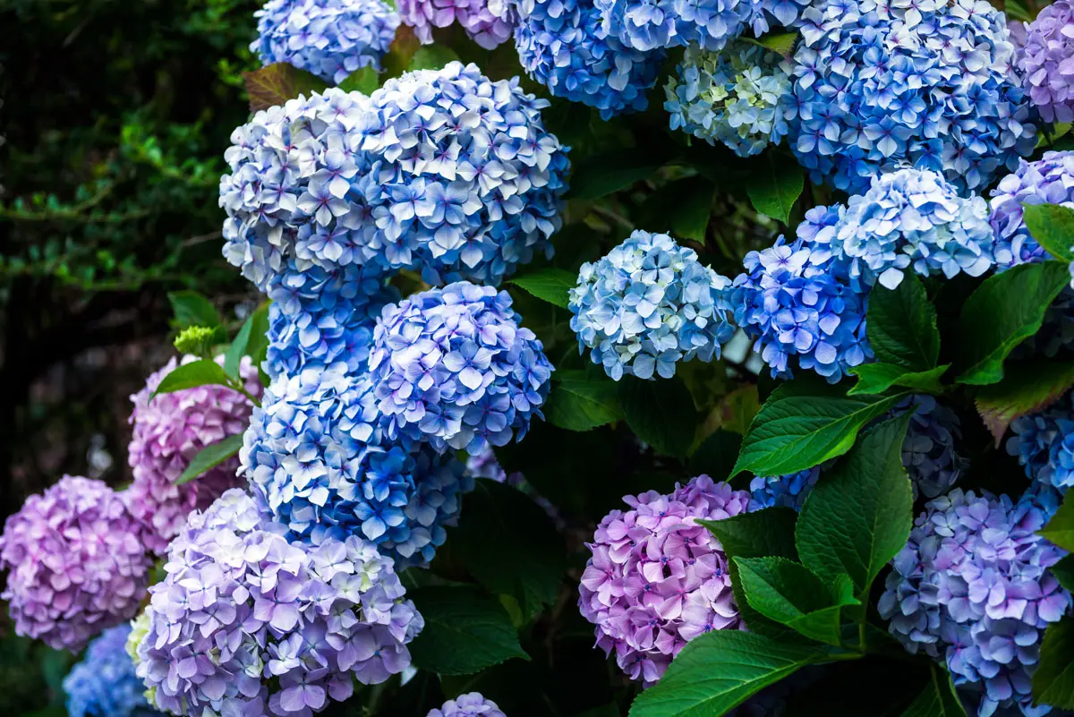 Ne faites pas l'erreur de tailler ces espèces d'hortensias ce mois-ci