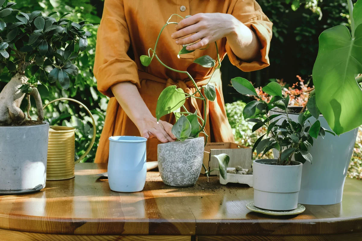 Epipremnum aureum