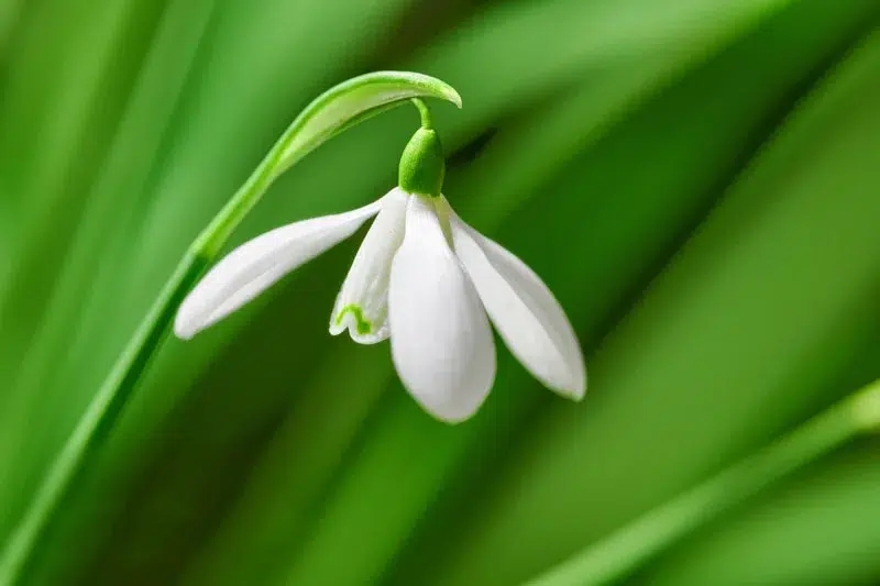 le perce-neige (Galanthus nivalis)